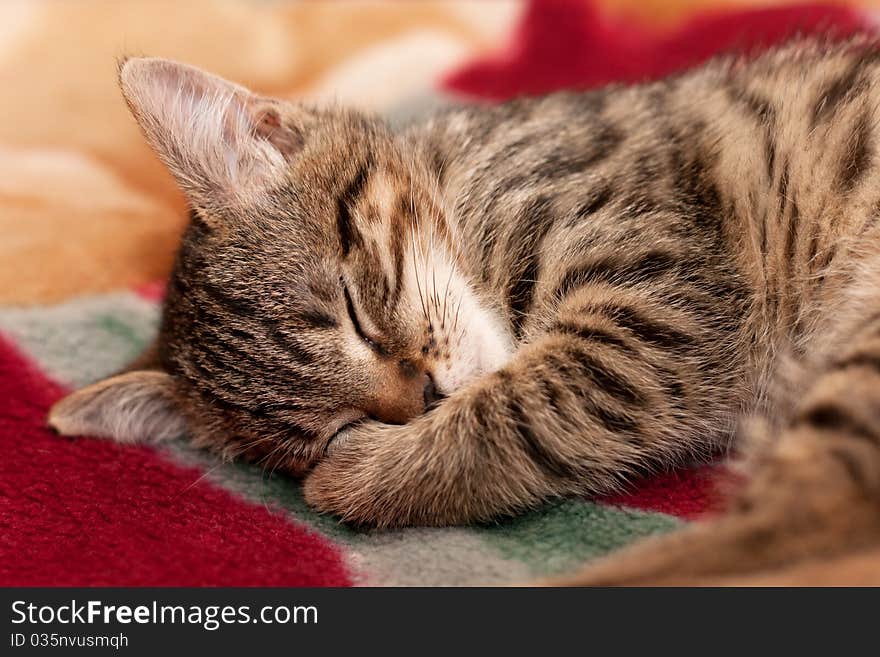 Striped kitten sleeps