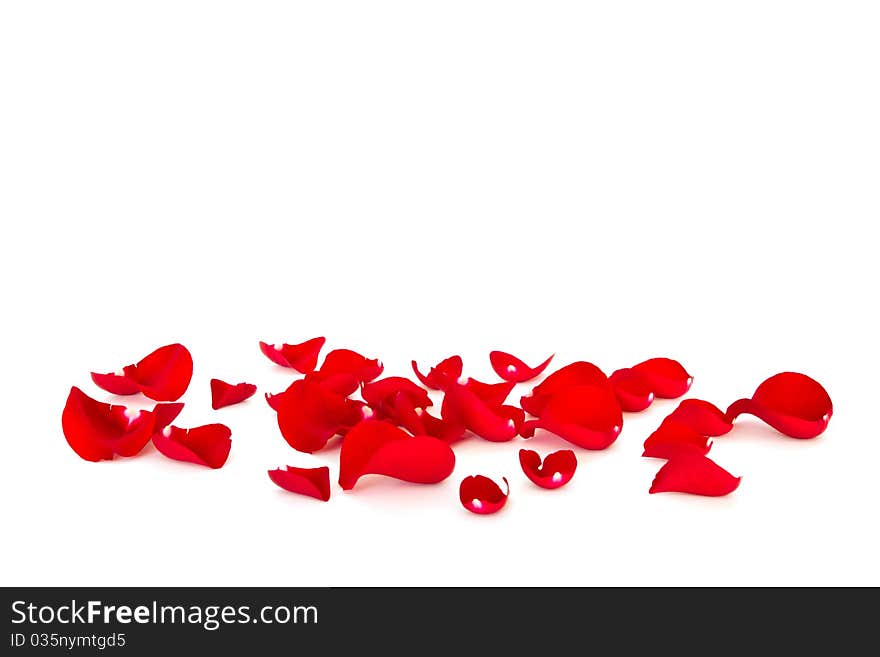 Red rose petals isolated on white