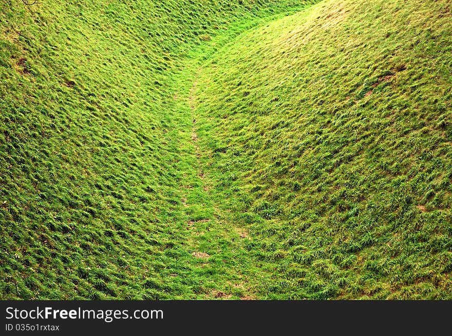 Grass Texture