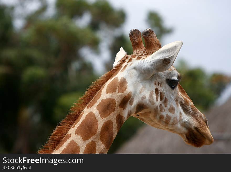 Head shot of african adult giraffe. Head shot of african adult giraffe.