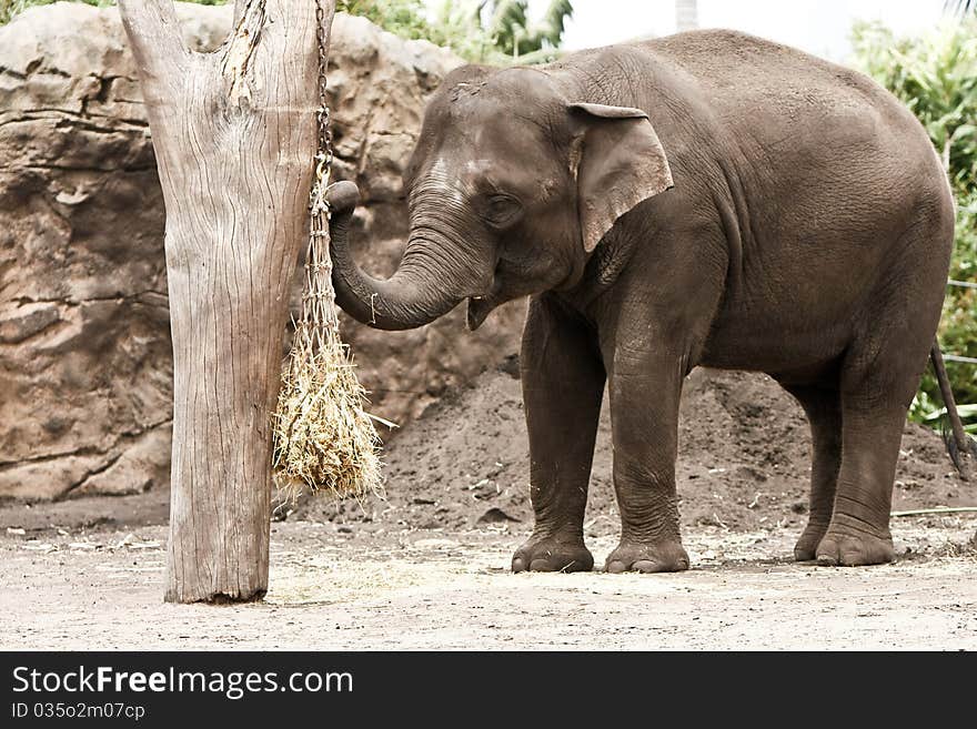 Asian Elephant In Zoo, Eating Straw.