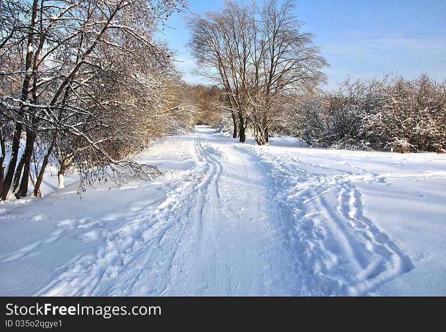 Winter forest.