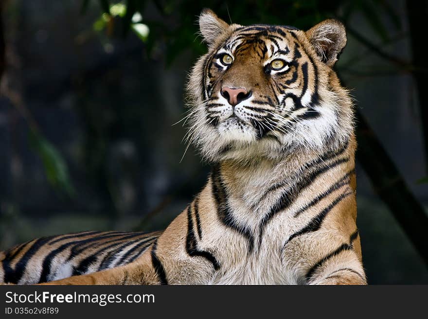 Adult tiger resting in dark jungle