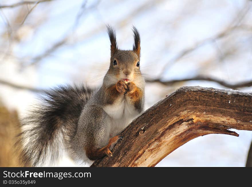 The squirrel sits on a tree. The squirrel sits on a tree.