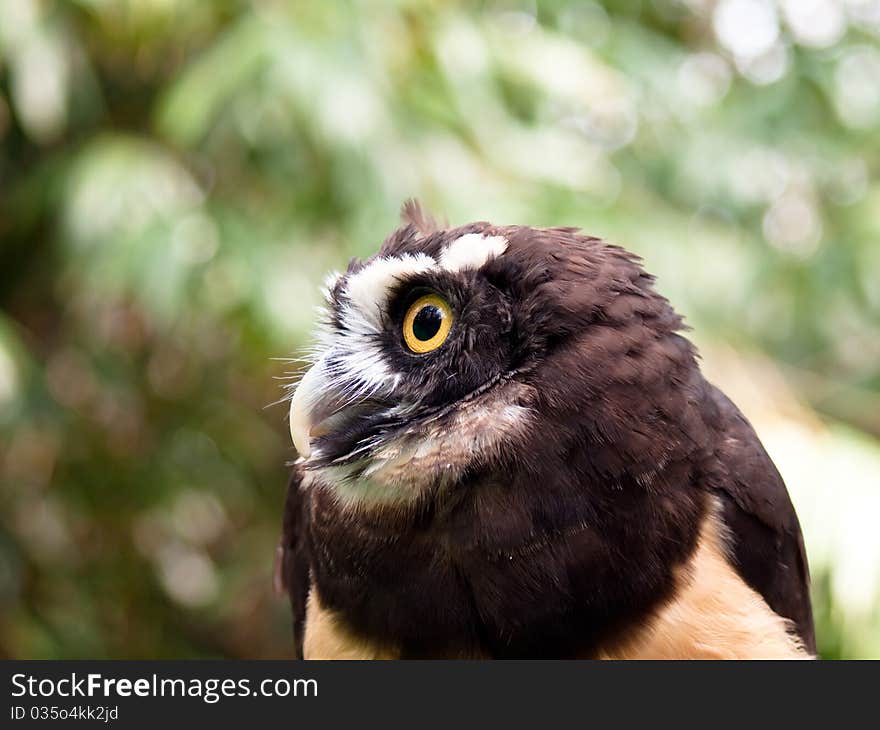 Closeup of a brown owl