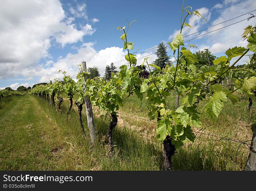 Rows of grapevines in Nogaro,France