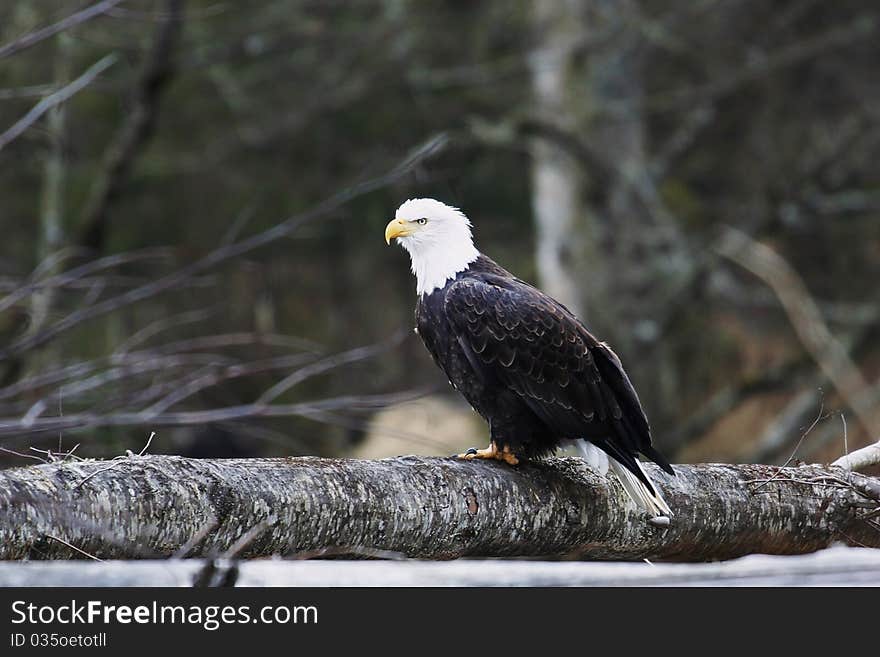 A bald eagle sits on a log while scoping fish from a nearby river.