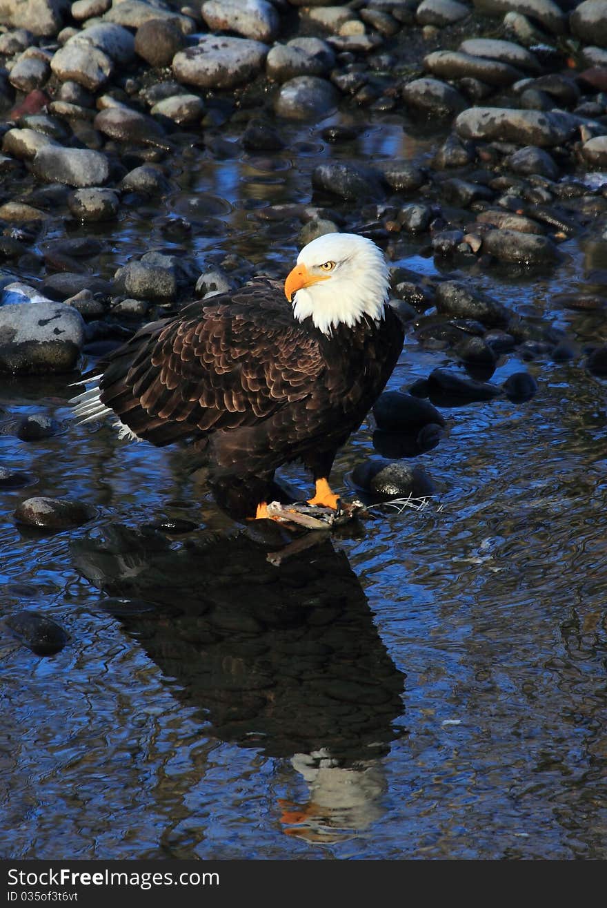 Bald Eagle