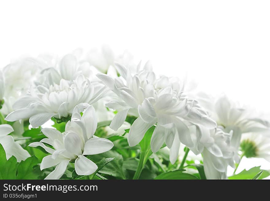 White chrysanthemum isolated on white