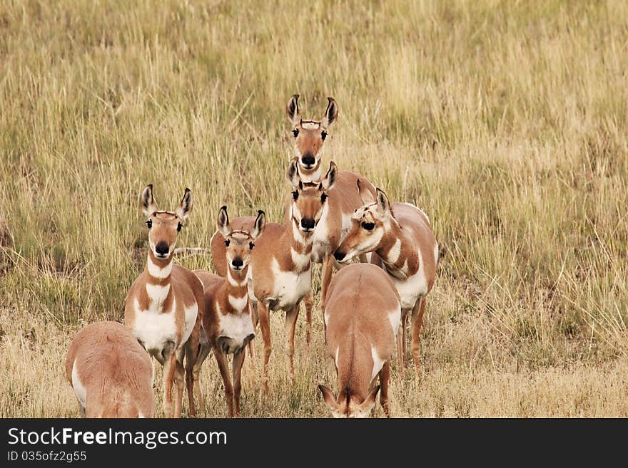 Pronghorn