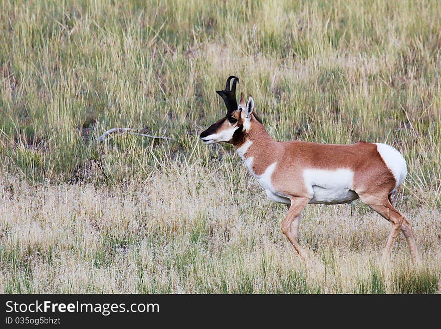 Pronghorn