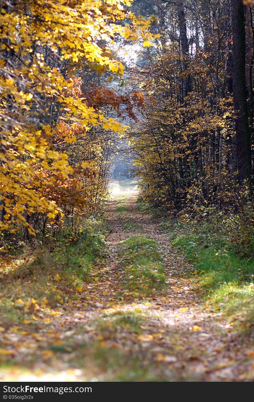 Trail cutting through a wooded area. Trail cutting through a wooded area