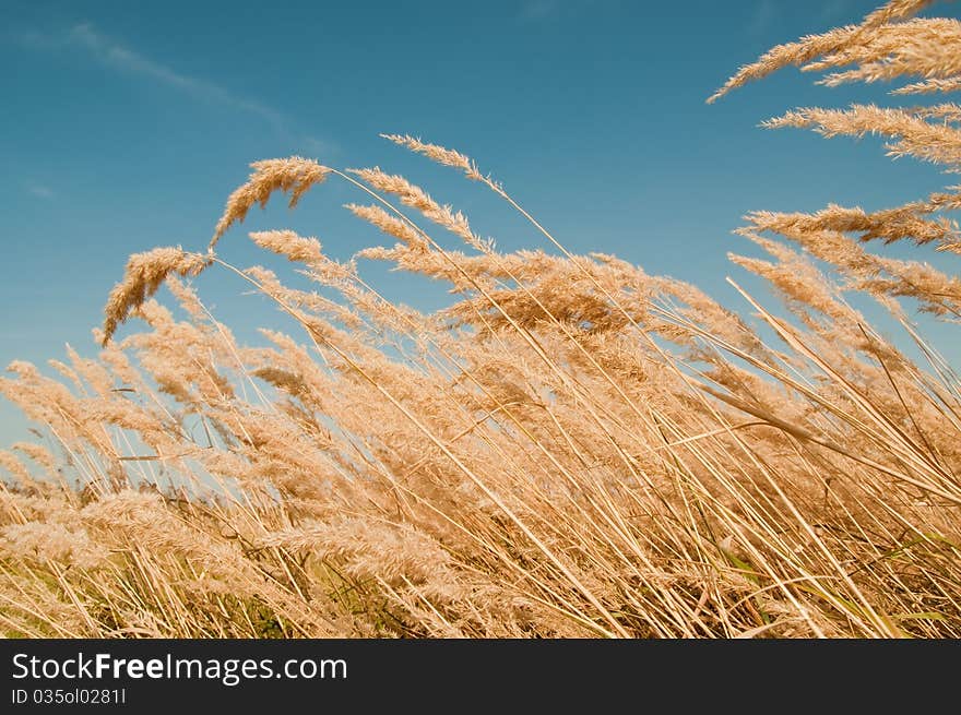 Beautiful succulent plants in a meadow in summer