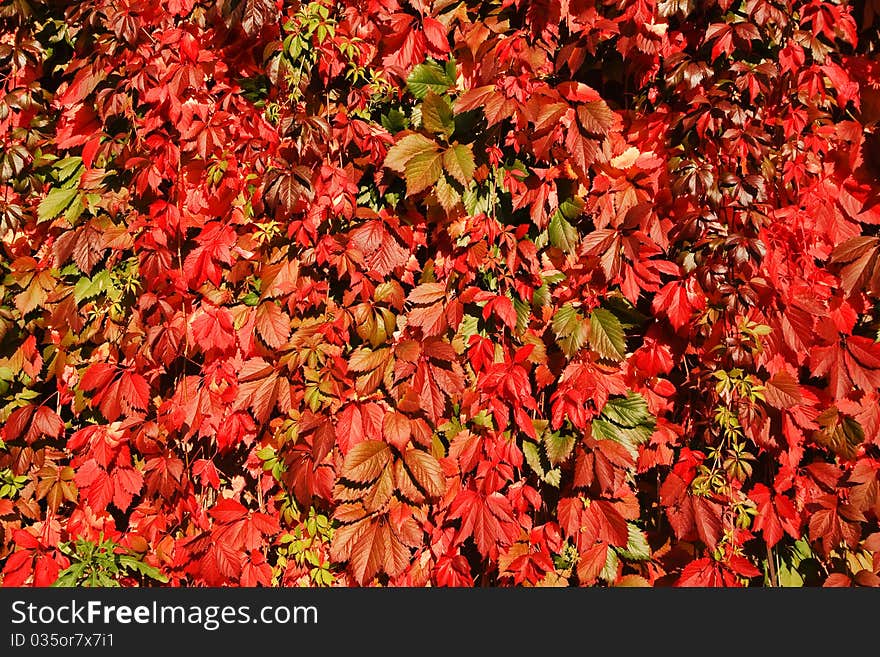 Leaves of wild grapes.