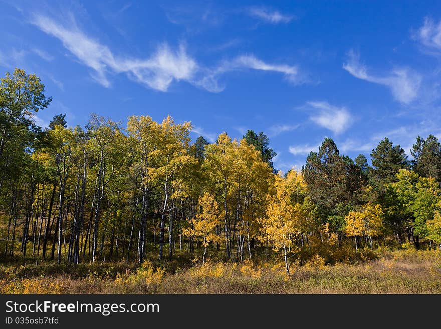 Wisping Aspens And Blue Skies