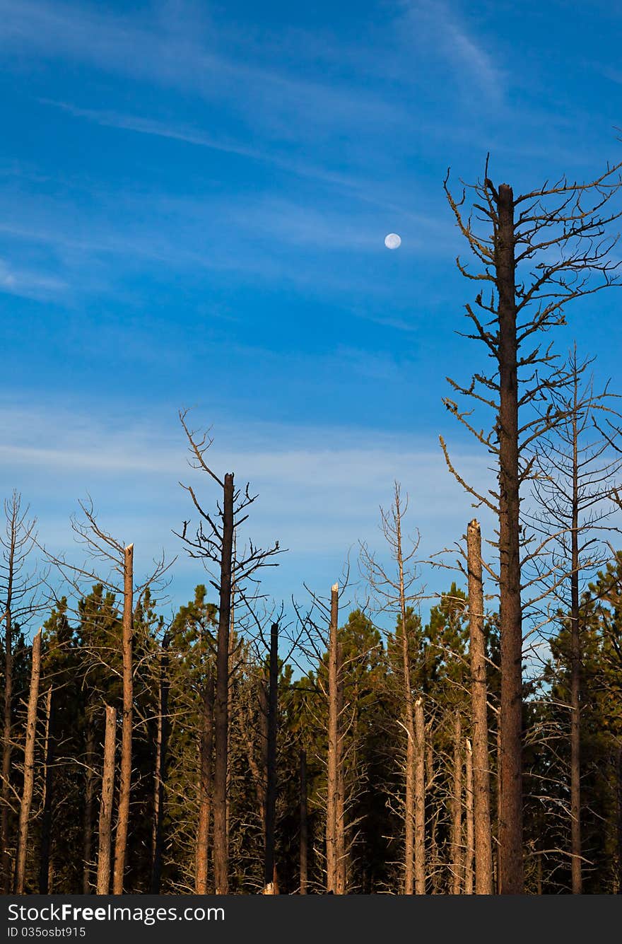 Early morning blue and a full moon hover over the green of the Black Hills forest, fronted by shattered pines. Early morning blue and a full moon hover over the green of the Black Hills forest, fronted by shattered pines.