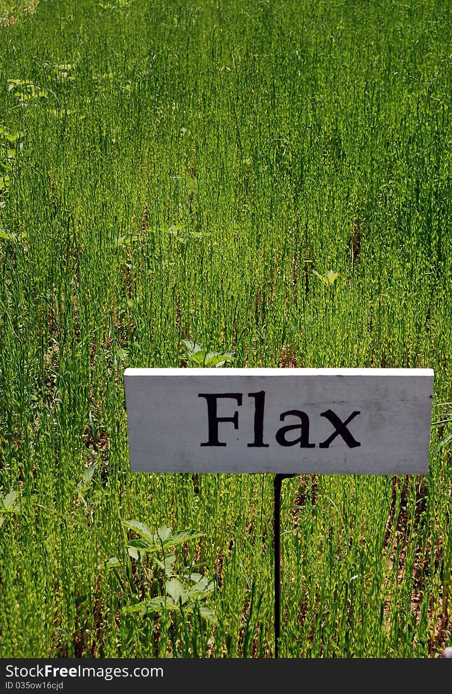 Field of Flax