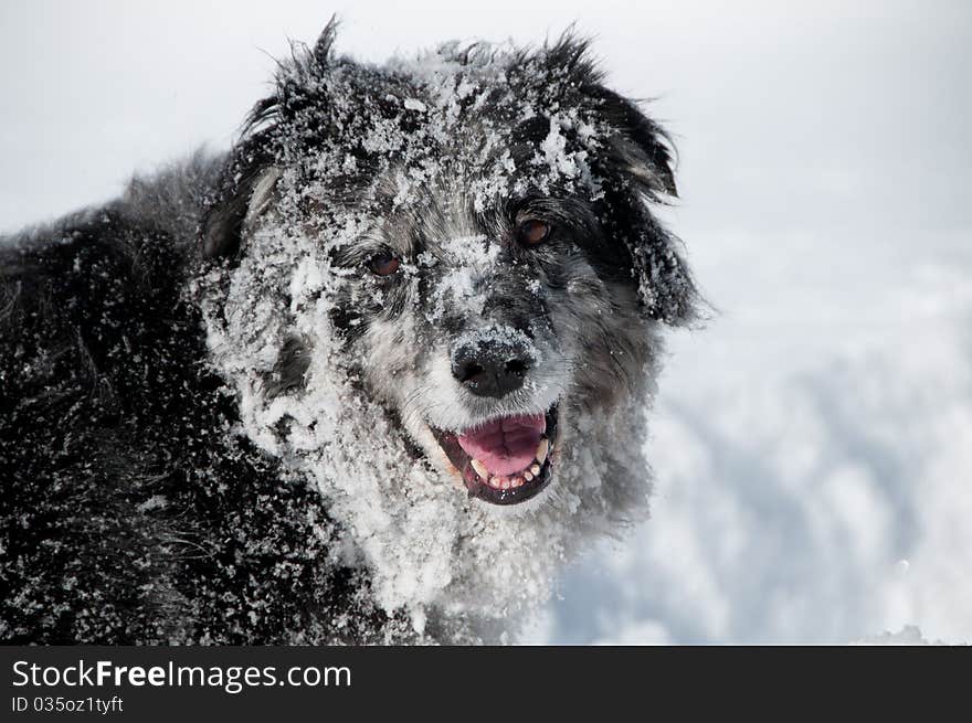 A senior Australian Shepherd enjoying the snow. A senior Australian Shepherd enjoying the snow.