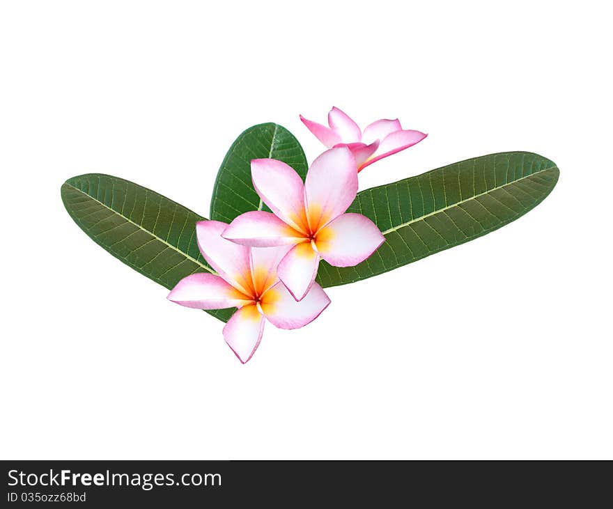 Pink frangipani bundle