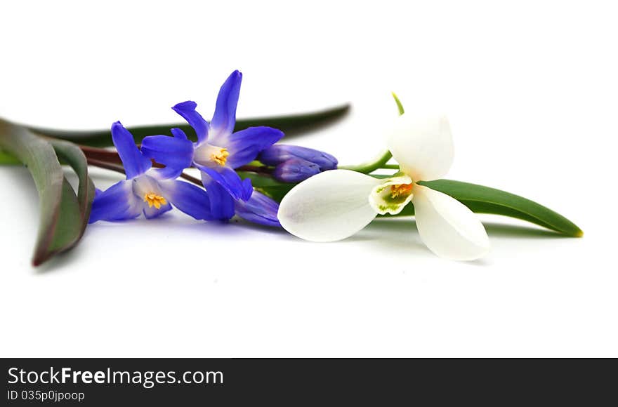 Purple crocus plant vase