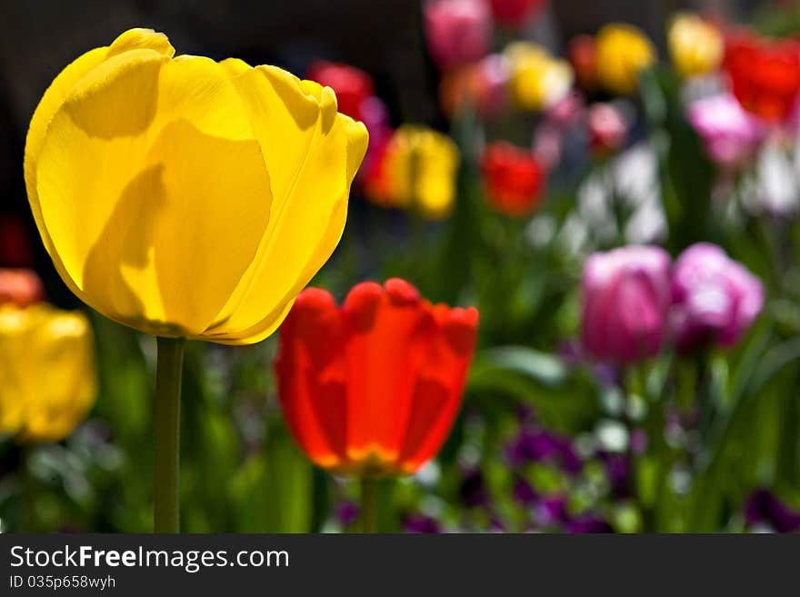 Colorful Sunlit Tulips