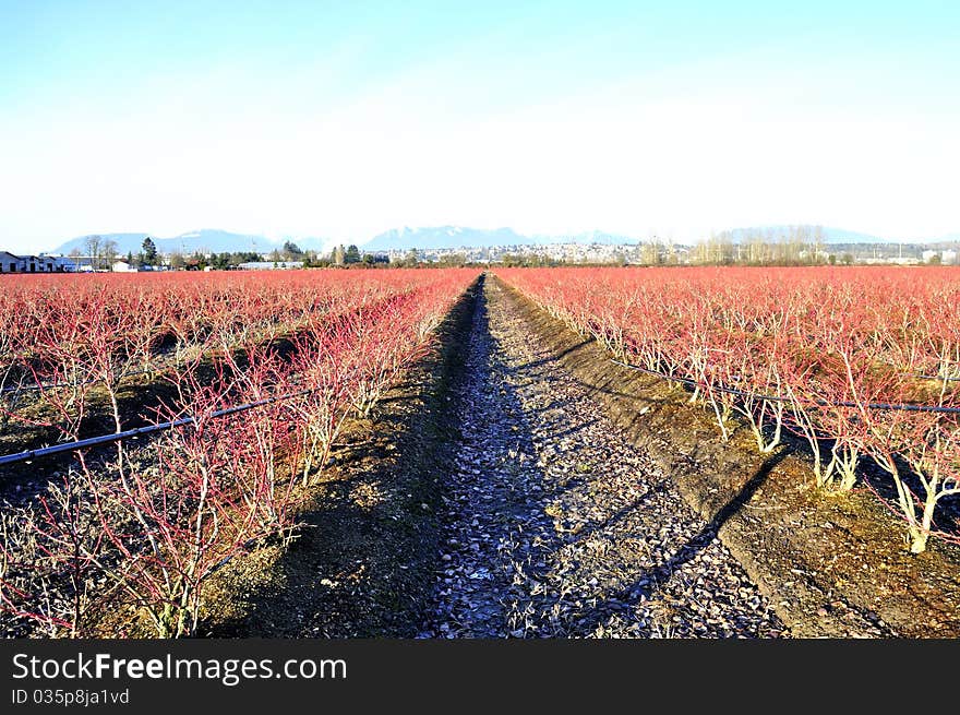 Winter blueberry fields, Richmond, BC