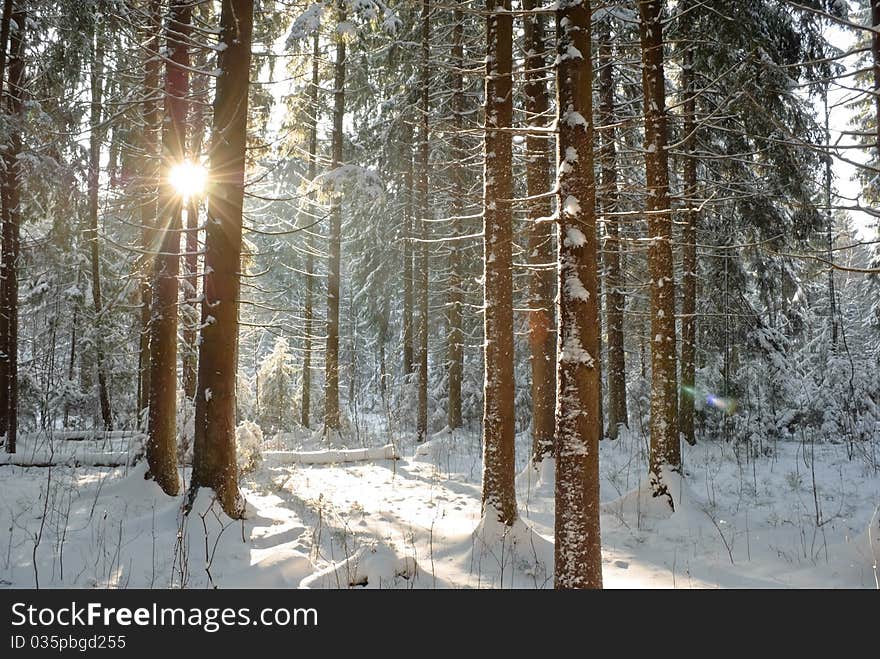 Winter coniferous forest