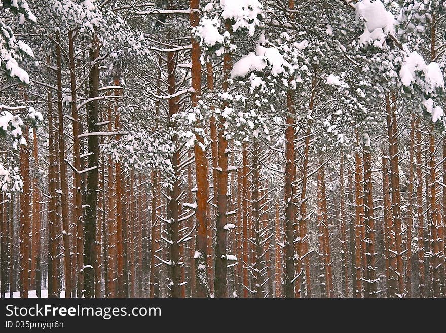 Winter trees with droopy trees due to heavy snow. Winter trees with droopy trees due to heavy snow