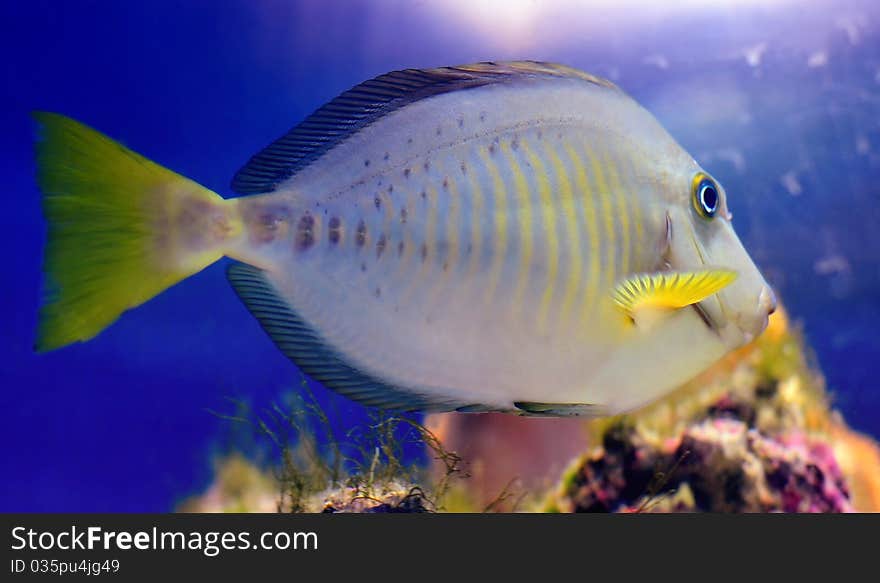 Coloured fish swimming in aquarium