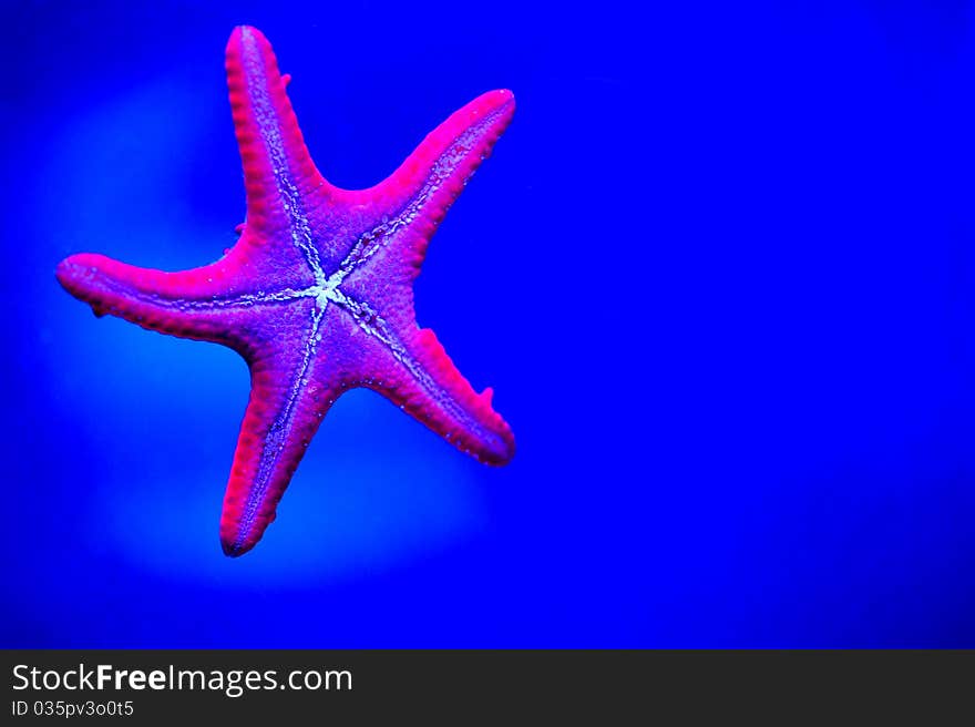 Purple starfish in a blue background