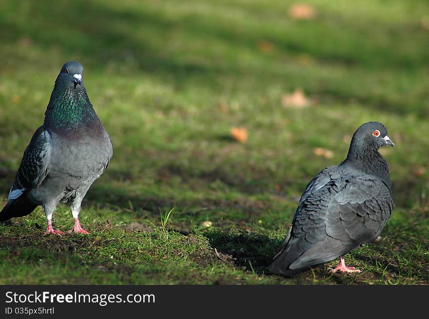 Closeup of two pigeons dating