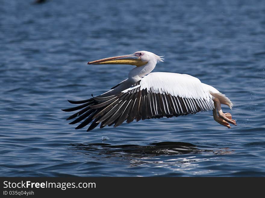 White Pelican Taking Off