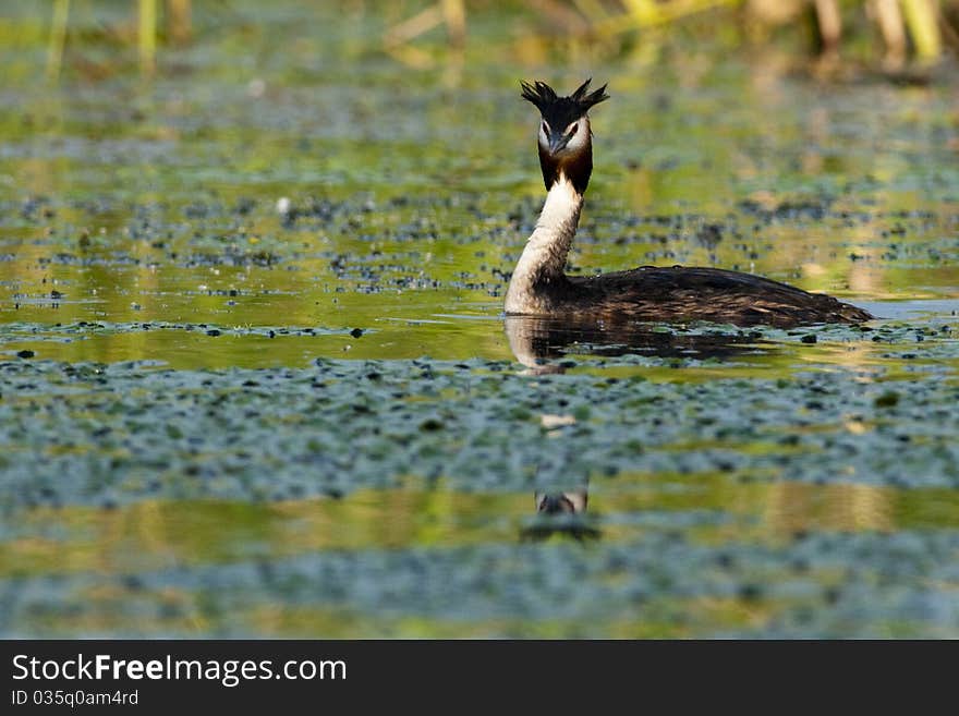 Great Crested Grebe