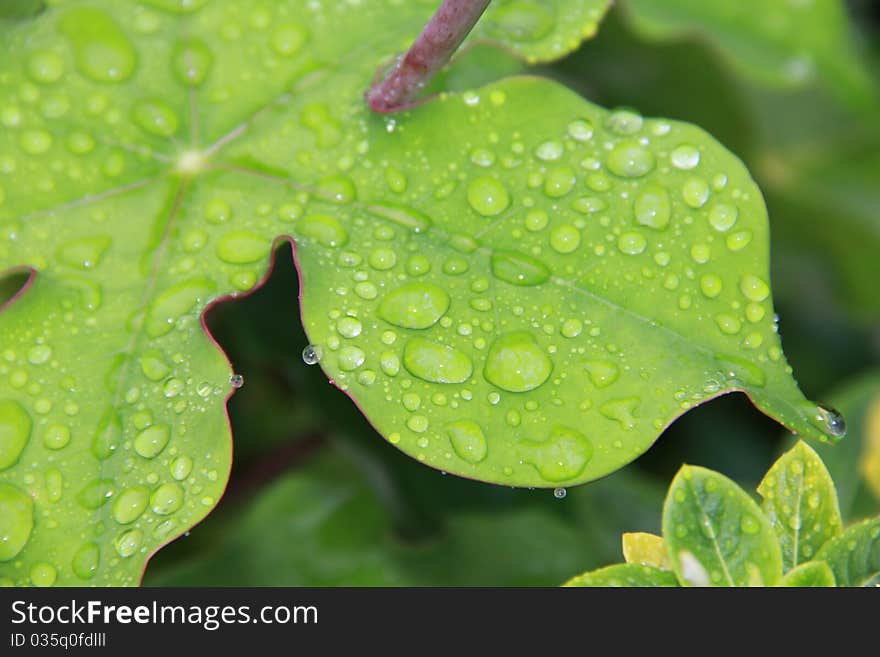 Water droplets on a leaf after a heavy downpour. Water droplets on a leaf after a heavy downpour.