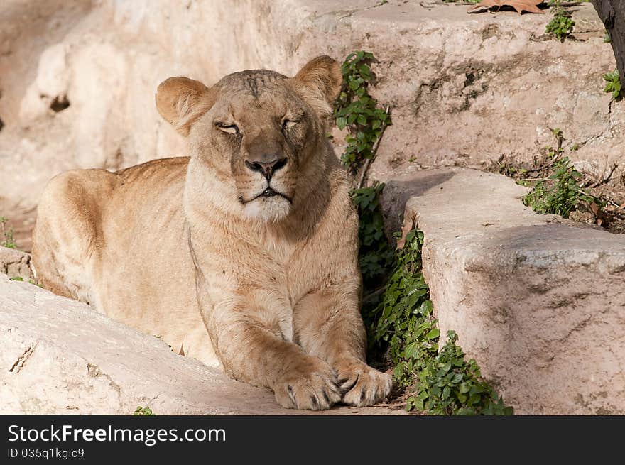 Lioness resting