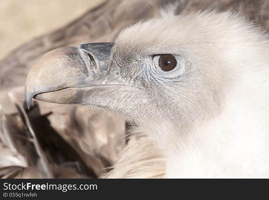 Griffon Vulture Portrait