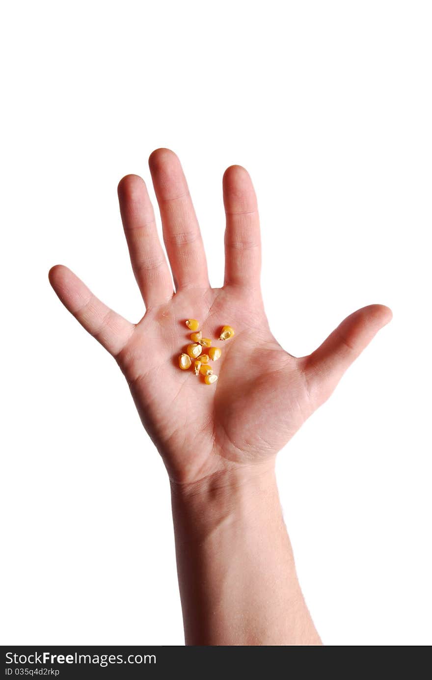 Hand with corn seeds