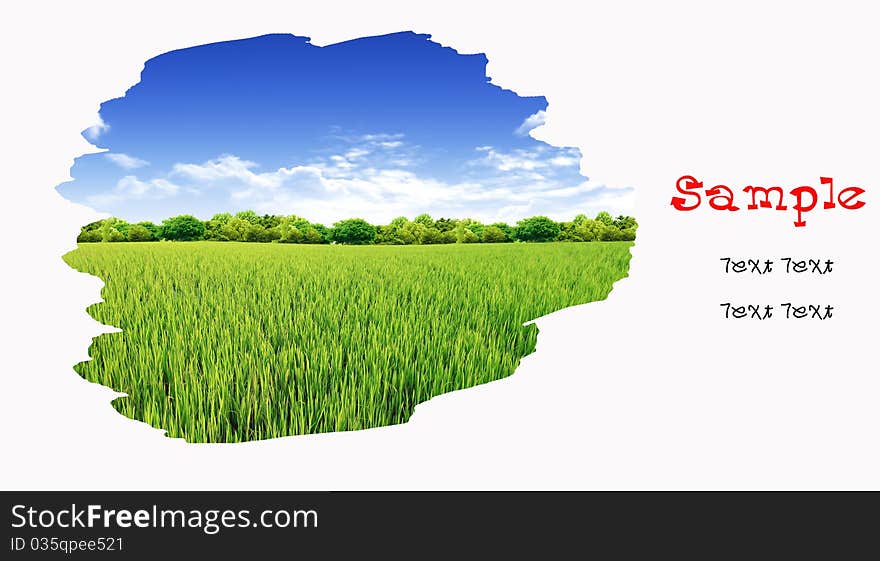 Young paddy field with beautiful blue sky