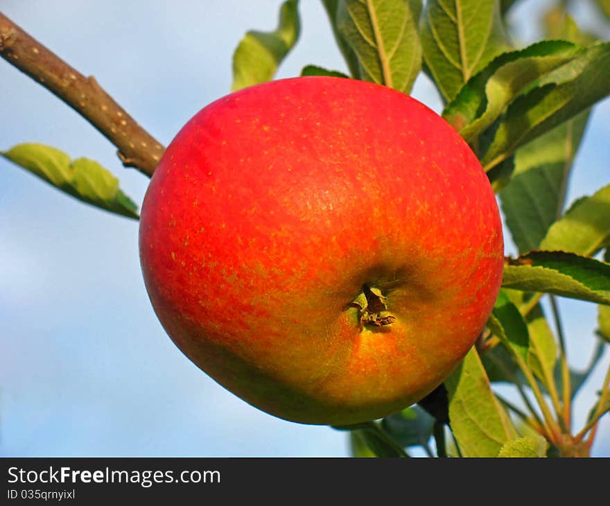 Ripe apple on an apple tree in autumn