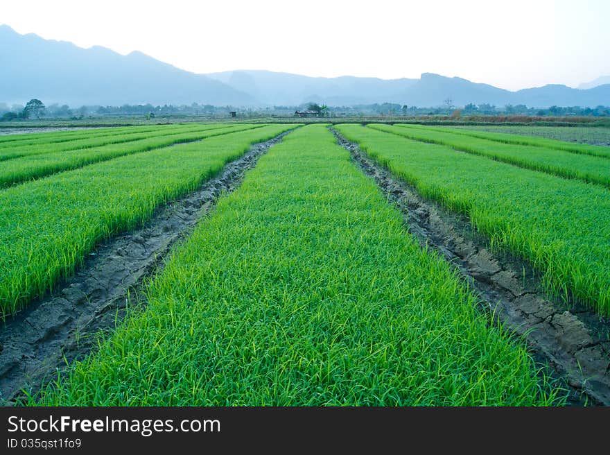 Green grass of rice field. Green grass of rice field