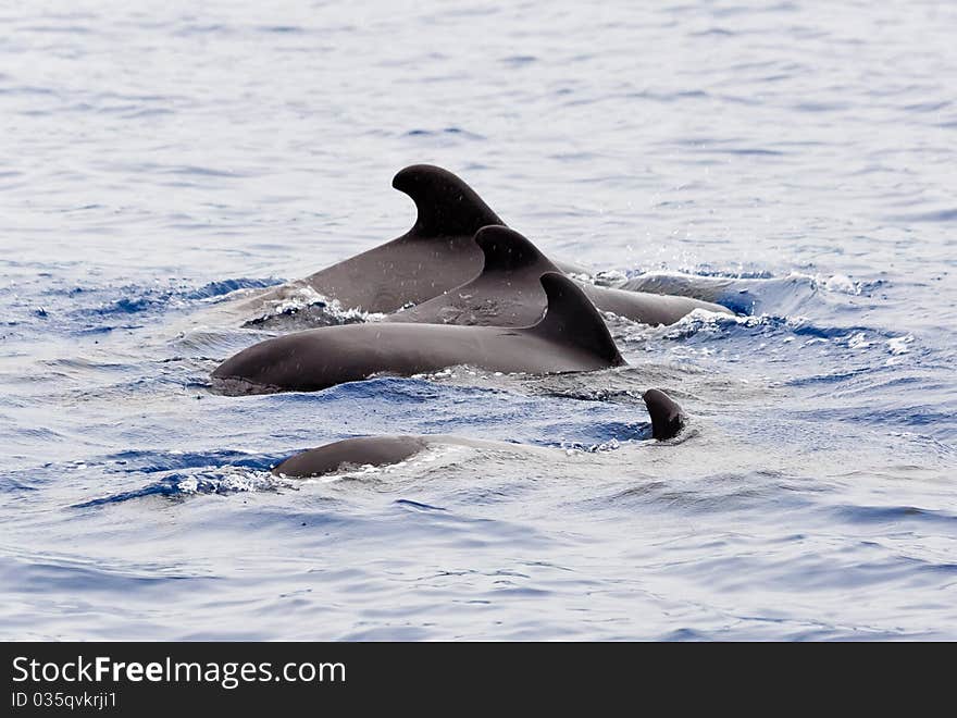 Pilot whale dolphin in ocean, coast of madeira