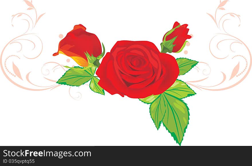 Three red roses with ornament. Illustration