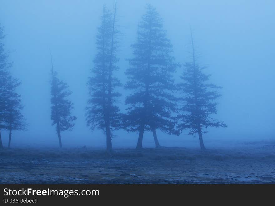 Trees in themorning mist, Shenxianwan, Xinjiang