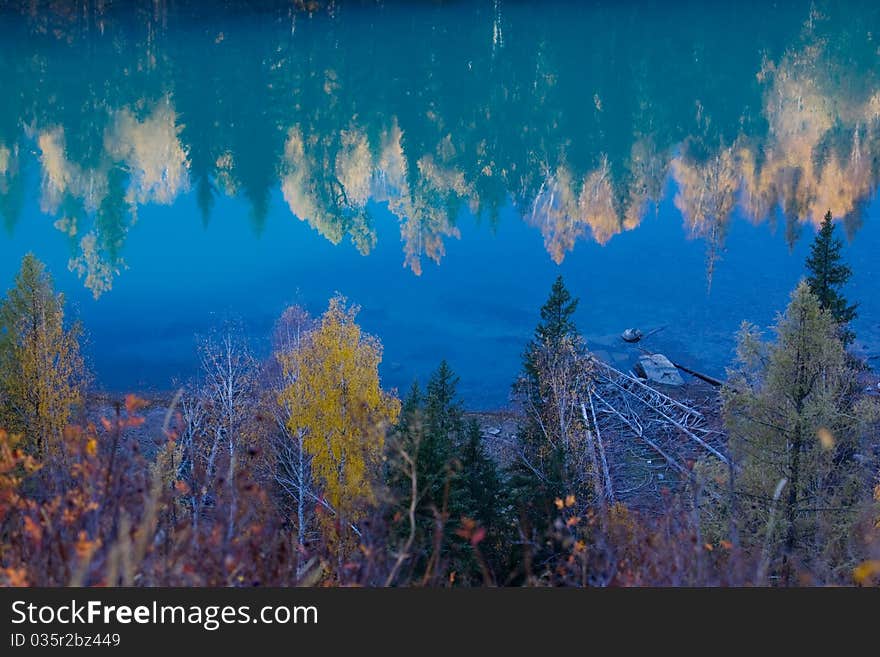 Trees reflection in the river