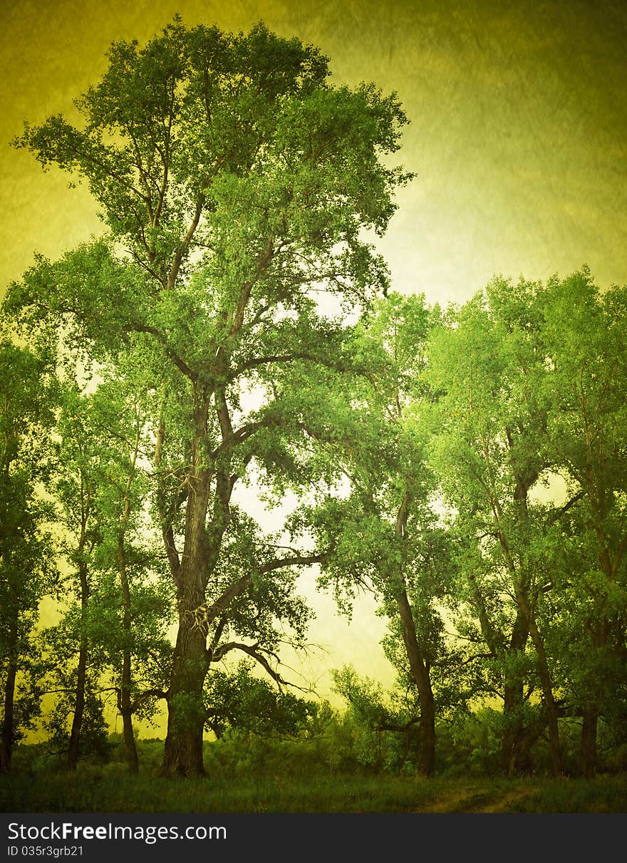 Retro image road and tree on green field