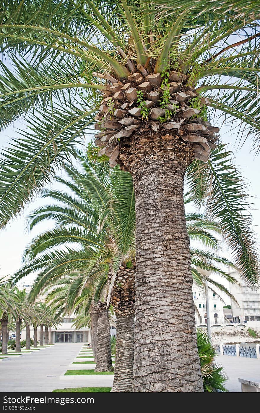 Palmtree