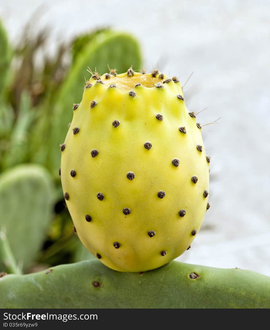 Cactus With Yellow Fruit