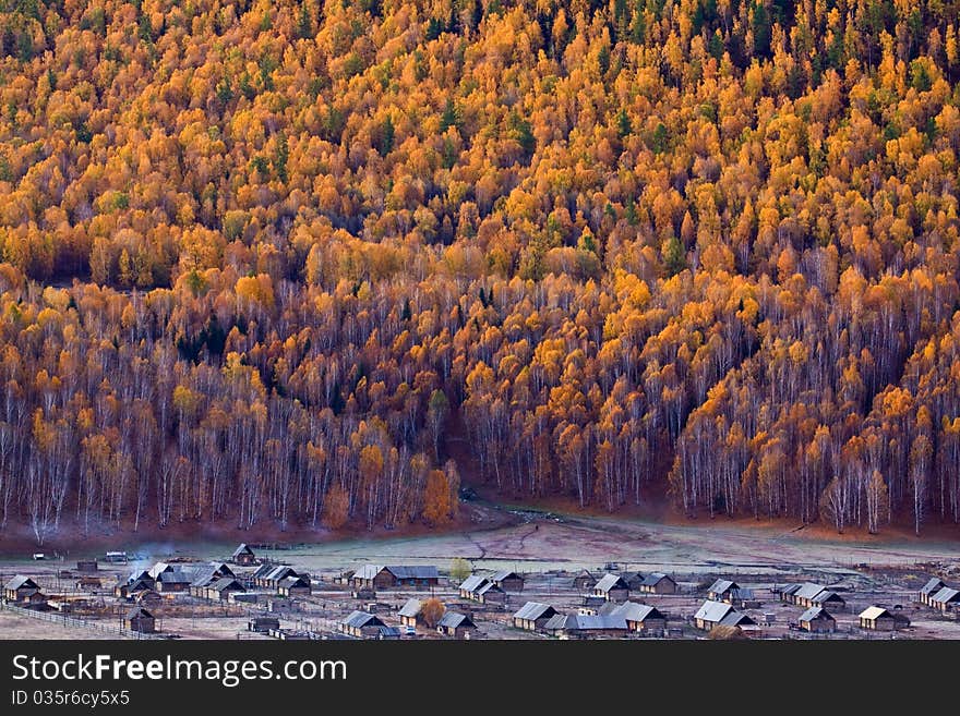 White Birch Forest Of Hemu,Xinjiang, China