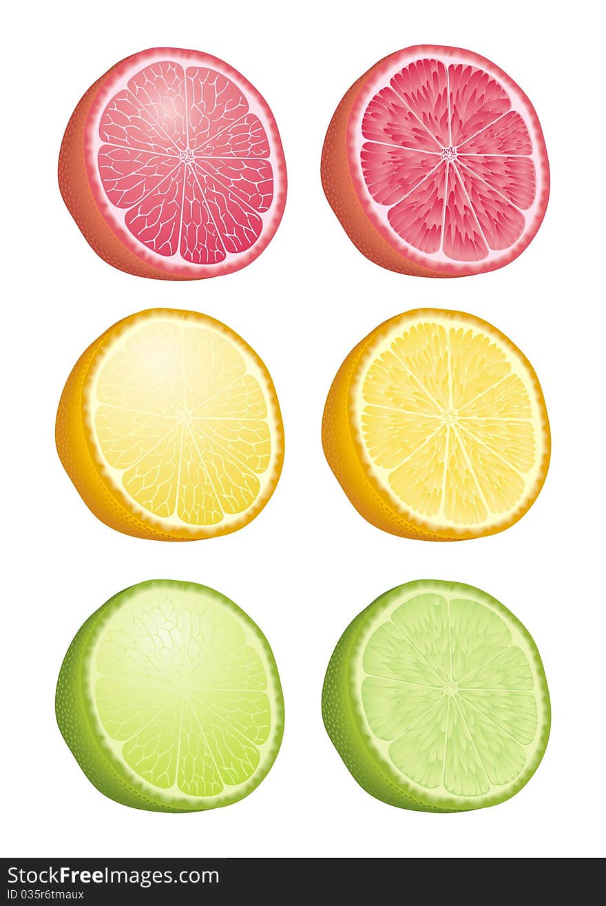 Vector illustration of Citrus Fruits