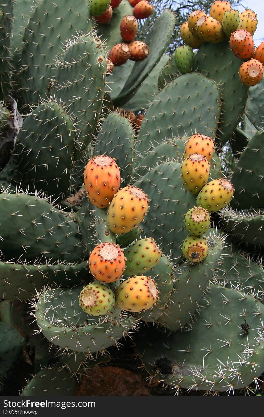 Cactus